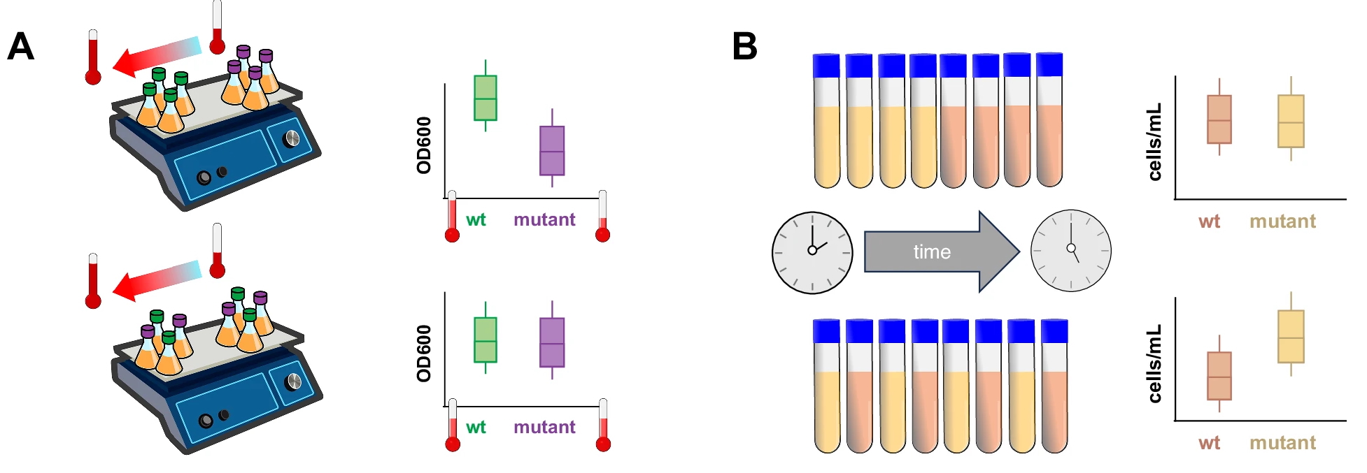 Spatial and temporal confounding: false positive from a temperature gradient (A) and false negative from measurement order (B)