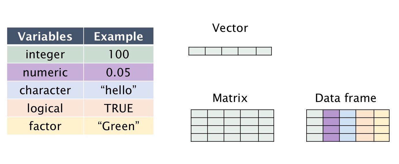 R variable and data types